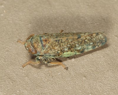 Japanese Leafhopper - Orientus ishidae