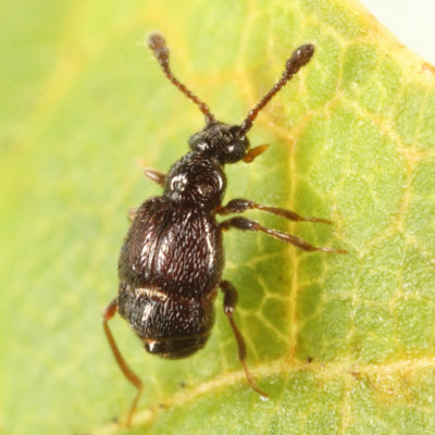 Brachygluta terebrata