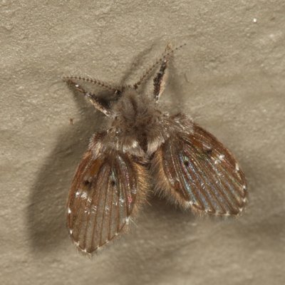 Bathroom Moth Fly - Clogmia albipunctata