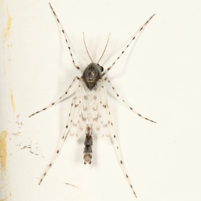 Ablabesmyia peleensis (male)