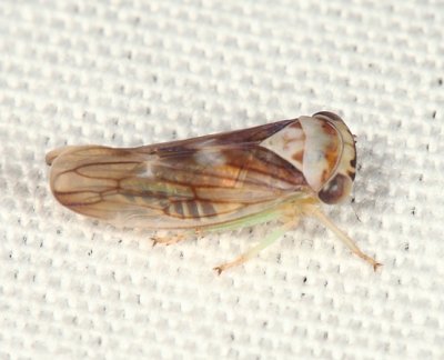 Populicerus formosus