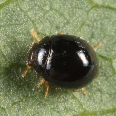 Lady Beetles - Genus Delphastus