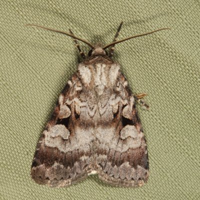 10680 - Knee-joint Dart Moth - Feltia geniculata