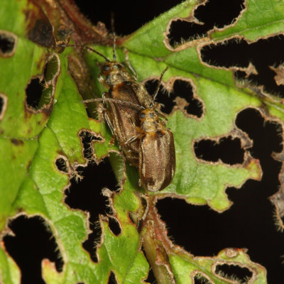 Viburnum Leaf Beetles - Pyrrhalta viburni