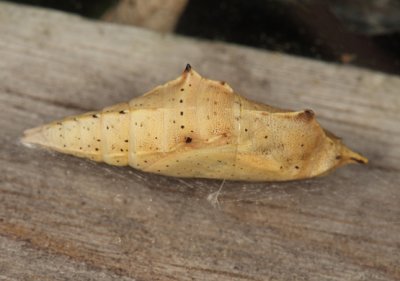 Cabbage White chrysalis - Pieris rapae