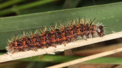9280 - Cattail Caterpillar - Simyra insularis (parasitized)
