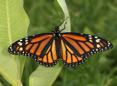 Monarch - Danaus plexippus (female)