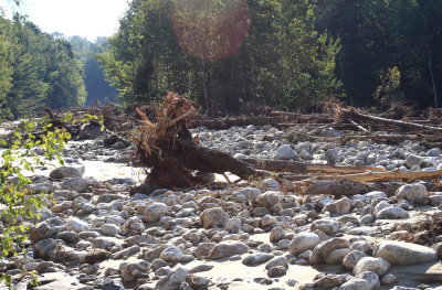 Trees washed up in flood in Rutland, Vt.