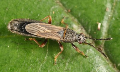 Saltmarsh Chinch Bug - Ischnodemus falicus