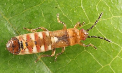 Saltmarsh Chinch Bug - Ischnodemus falicus (nymph)