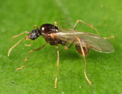 Aphaenogaster rudis (male)