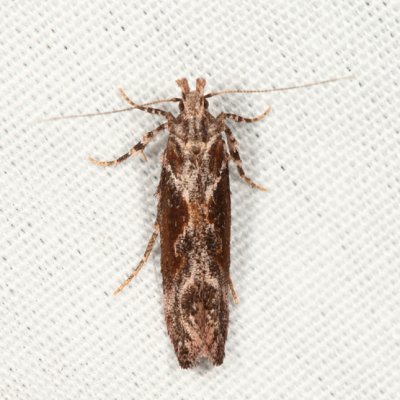 1986 - Goldenrod Elliptical-Gall Moth - Gnorimoschema gallaesolidaginis