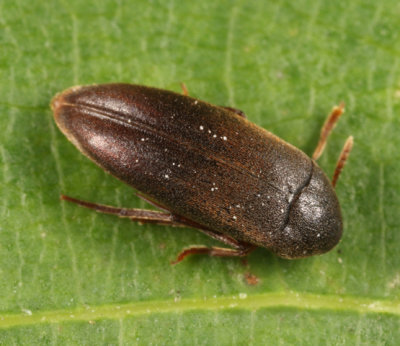 Orchesia cultriformis