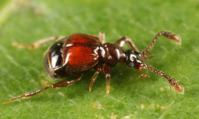 Rybaxis conjuncta