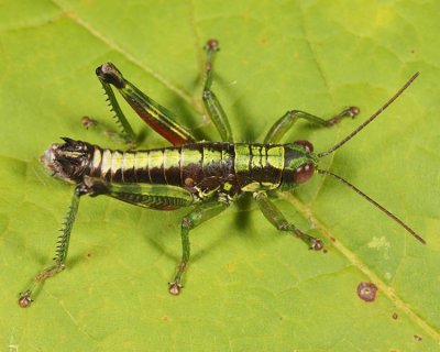 Wingless Mountain Grasshopper - Booneacris glacialis