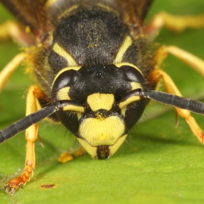 Vespula vidua (male)