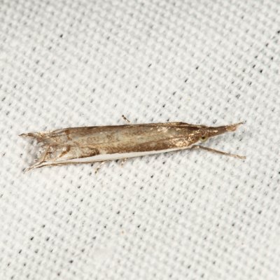 5393 - Diminutive Grass-veneer - Raphiptera argillaceella