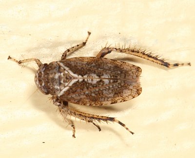 Texananus decorus