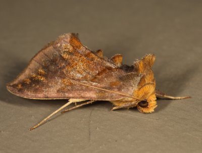 8898 - Unspotted Looper - Allagrapha aerea