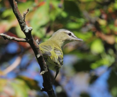 Philadelphia Vireo - Vireo philadelphicus