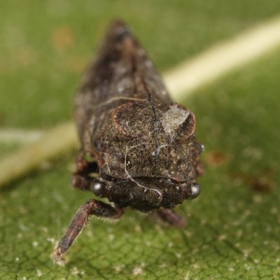 Microcentrus perditus (male)