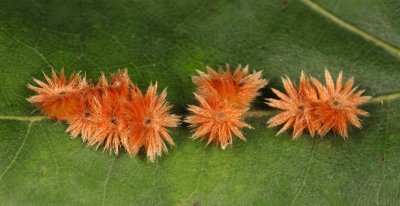 Furry Oak Leaf Gall Wasp - Callirhytis furva