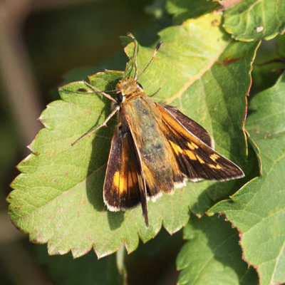 Leonard's Skipper - Hesperia leonardus