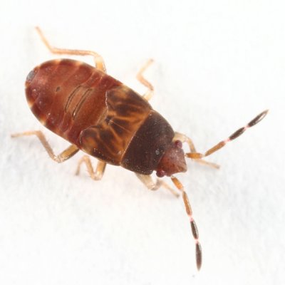 Rhyparochromidae (nymph)