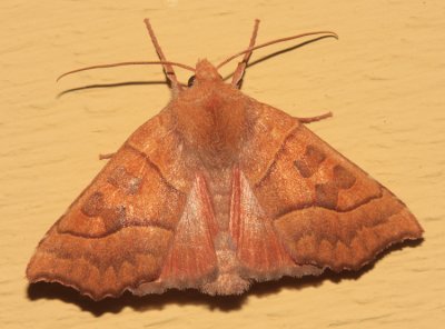 9952 - Scalloped Sallow - Eucirroedia pampina