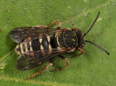 Epeolus autumnalis