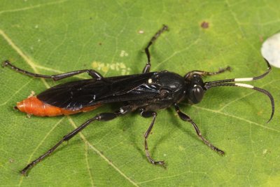 Protichneumon grandis