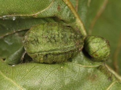 Macrodiplosis castaneae