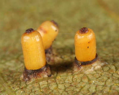 Hickory Bullet Gall Midge - Caryomyia tubicola