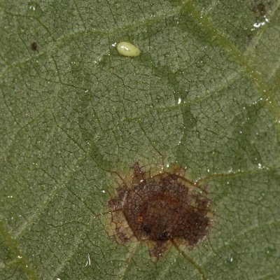 Hickory Sticky Leaf Spot Midge - Gliaspilota glutinosa