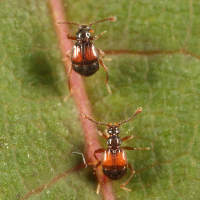 Reichenbachia facilis