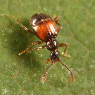 Reichenbachia facilis