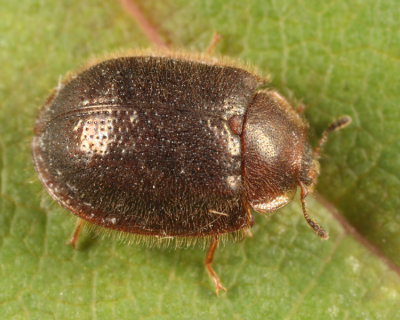 Thymalus marginicollis