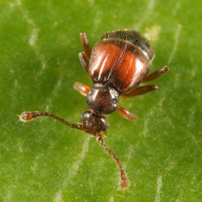 Reichenbachia sp.