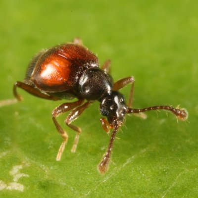 Reichenbachia facilis