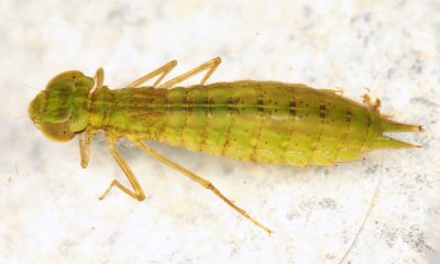 Anax junius (larva)