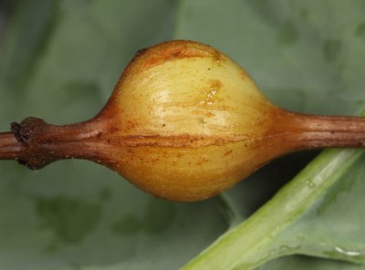 Neolasioptera boehmeriae (gall)