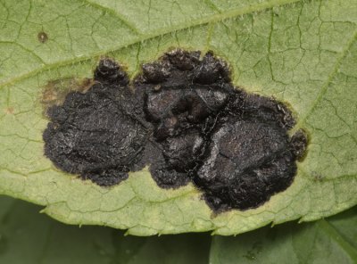  Black Tar Spot - Rhytisma acerinum 