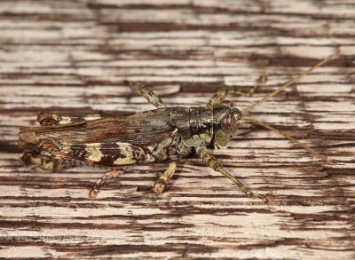 Pine Tree Spur-throated Grasshopper - Melanoplus punctulatus