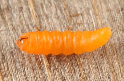 Neolasioptera (larva)