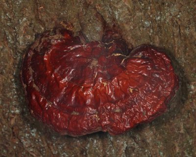 Ganoderma lucidum (Hemlock Varnish Shelf)