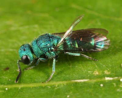 Caenochrysis doriae