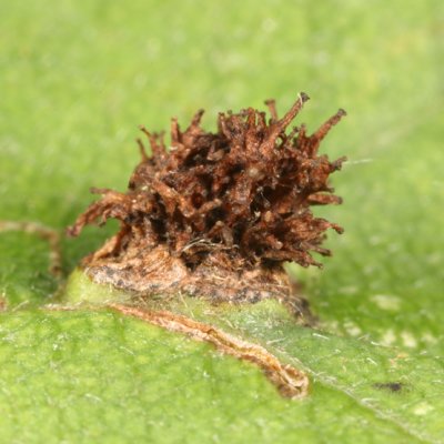 Fungus on a hawthorn leaf
