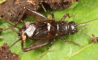 Carolina Ground Cricket - Eunemobius carolinus