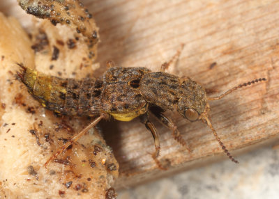 Gold-and-brown Rove Beetle - Ontholestes cingulatus