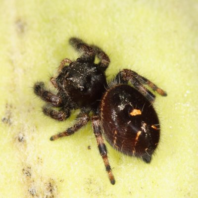 Bold Jumper - Phidippus audax